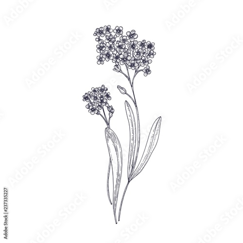 Forget Me Not Flowers Isolated On White Background Detailed Drawing Of Wild Perennial Herbaceous Flowering Plant Hand Drawn Contour Botanical Realistic Vector Illustration In Elegant Vintage Style Stock Vector Adobe Stock Forget Me Not Flowers Isolated On White Background Detailed Drawing Of Wild Perennial Herbaceous Flowering Plant Hand Drawn Contour Botanical Realistic Vector Illustration In Elegant Vintage Style Stock Vector Adobe Stock