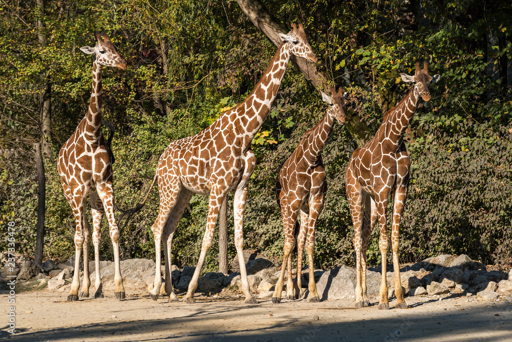 Obraz premium Giraffe - Giraffa camelopardalis