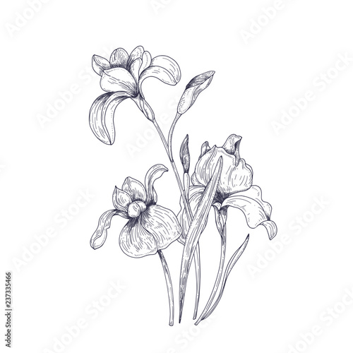 Detailed drawing of spring iris flowers and buds