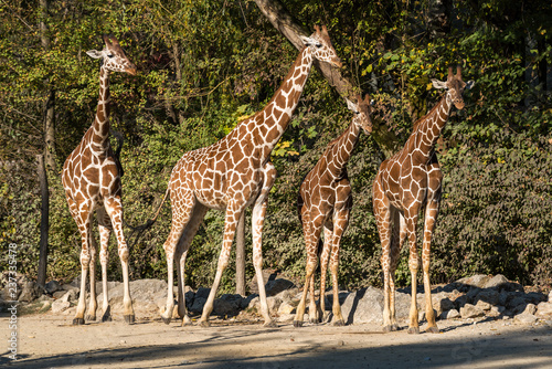 Giraffe - Giraffa camelopardalis