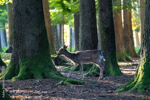 Fototapeta Naklejka Na Ścianę i Meble -  Damhirsch - Dama dama