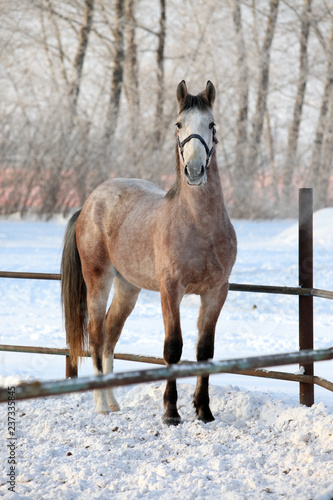 Fototapeta Naklejka Na Ścianę i Meble -  Dapple-grey arabian horse in motion on snow ranch