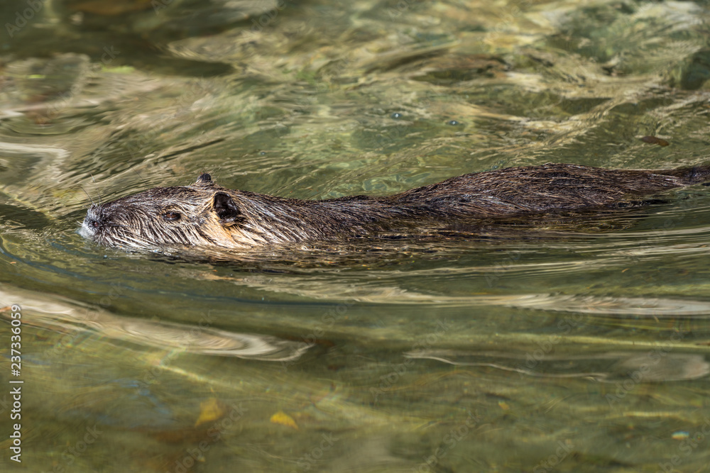 Fototapeta premium Biber - Myocastor coypus