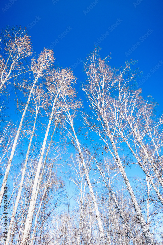 Birches against the blue sky Birches against the blue sky