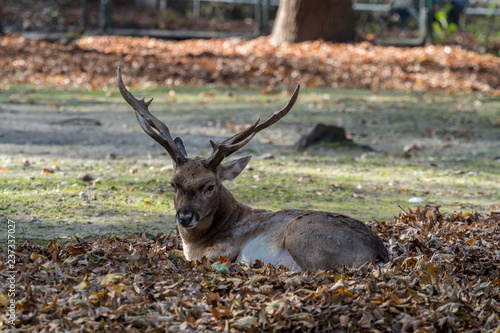 Foto Mesopotamischer Damhirsch - Dama mesopotamica