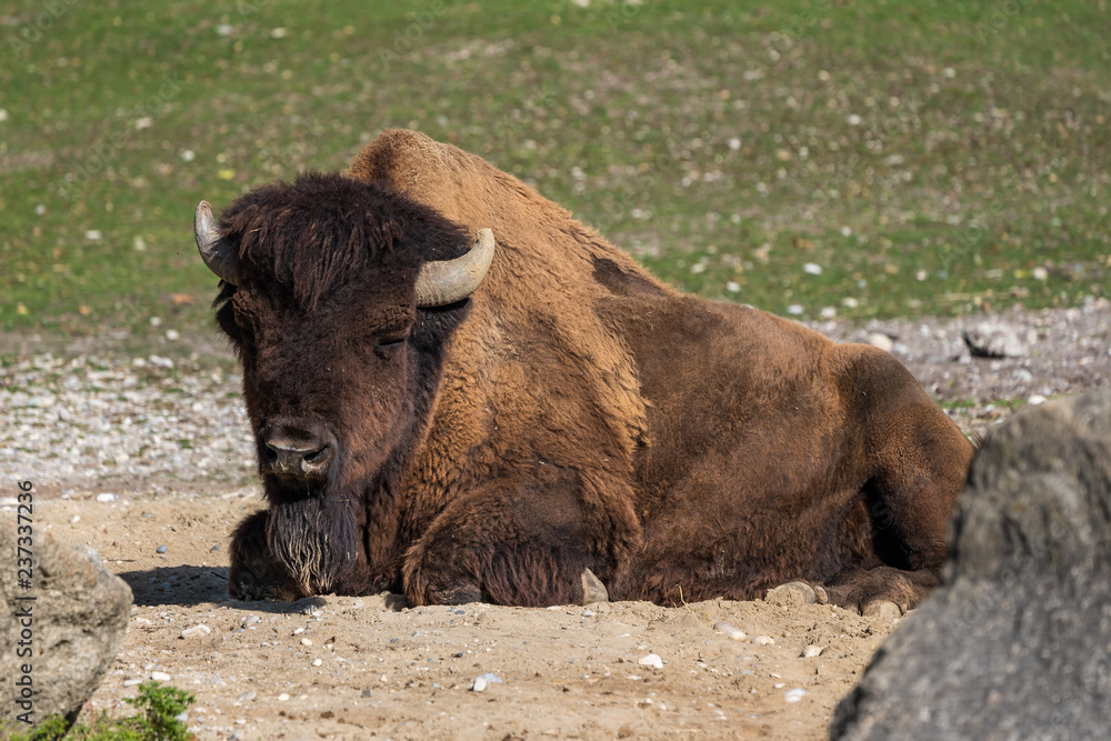 Waldbison - Bison bison athabascae Waldbison - Bison bison athabascae