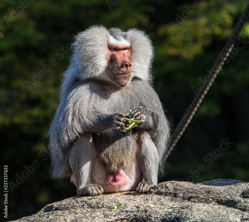 Mantelpavian - Hamadryas baboon © rudiernst
