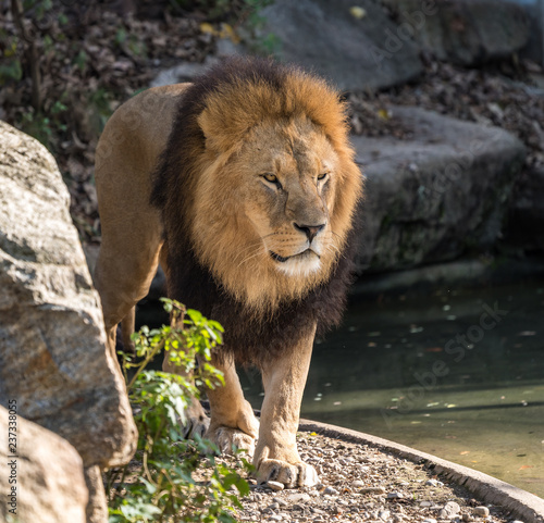 Fototapeta Naklejka Na Ścianę i Meble -  Löwe - Panthera leo