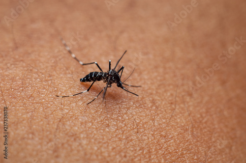 tiger mosquito or forest mosquito on human skin
