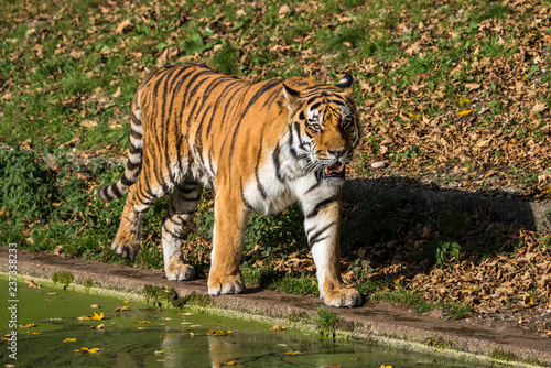 Fototapeta Naklejka Na Ścianę i Meble -  Tiger - Panthera tigris