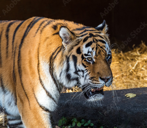 Tiger - Panthera tigris