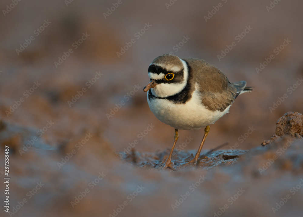 Little ringed plover .Scientific name: Charadrius dubius.Family: Charadriidae Little ringed plover .Scientific name: Charadrius dubius.Family: Charadriidae