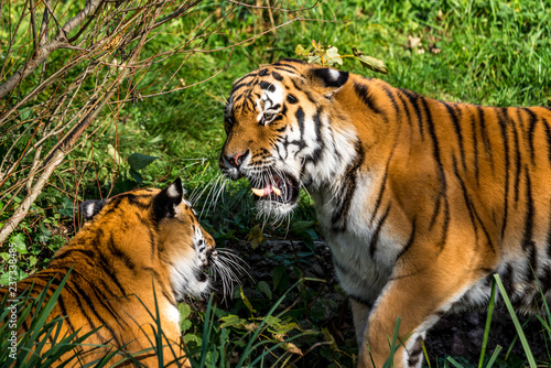 Fototapeta Naklejka Na Ścianę i Meble -  Tiger - Panthera tigris