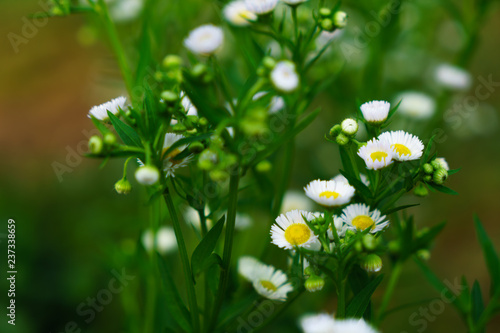 Fototapeta Naklejka Na Ścianę i Meble -  Beautiful white flowers with green trunk as the background at Mon Jam,Chiang Mai,Thailand.