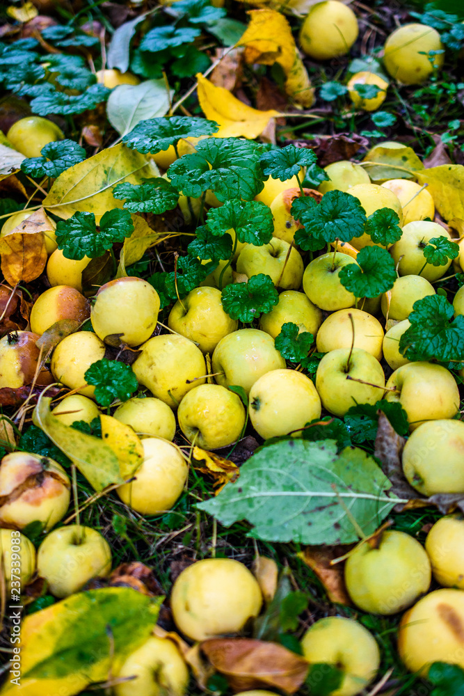 Yellow apples lie in the grass and leaves