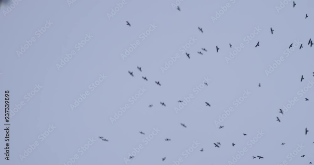 crows circling overhead in the sky whirling into a hurricane crows circling overhead in the sky whirling into a hurricane