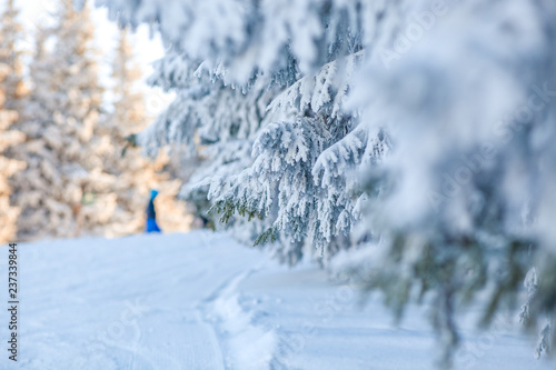 snowy fir trees © Melinda Nagy