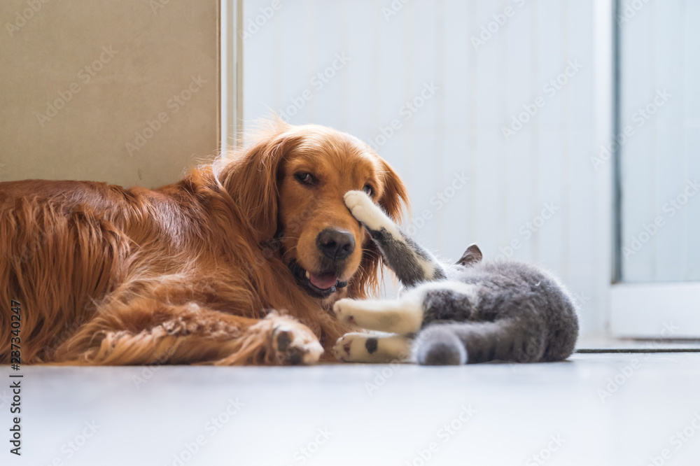 The Golden Hound plays with the kitten.
