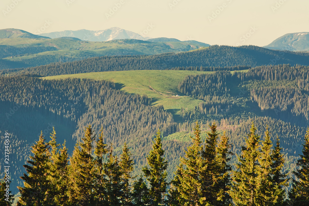 Beautiful summertime mountain landscape with several fir trees in the foreground on a sunny morning