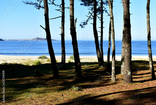 Beach with pine forest. Trees  pine needles and bright sand with vegetation in sand dunes. Blue sea  clear sky  sunny day. Galicia  Spain.