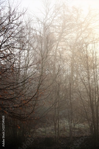 An Image of a fog, forest