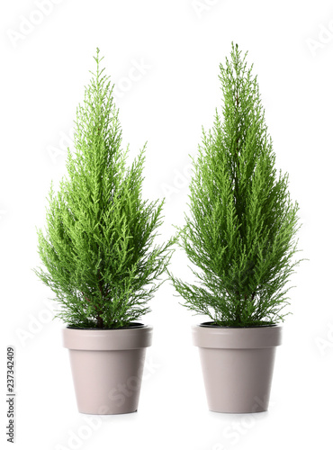 Cypress trees on white background