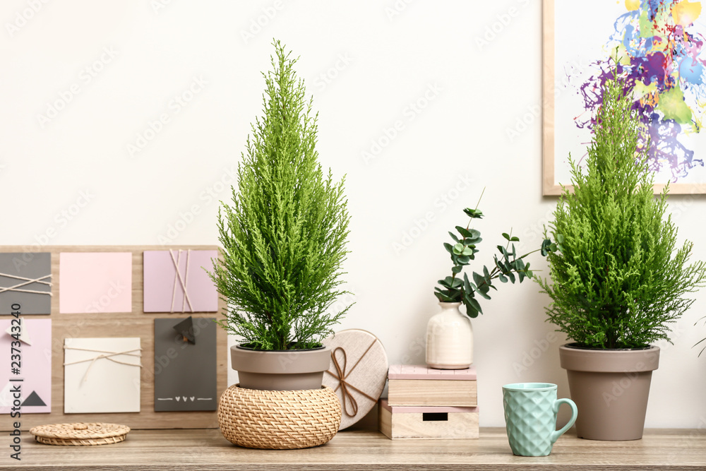 Pots with thuya trees and gift on wooden table