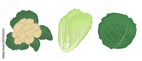 Set of different types of cabbage. There are cabbage, cauliflower and Chinese cabbage in the picture. Green vegetables, isolated on a white background. Vector illustration.