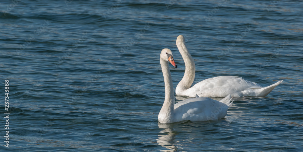 Fototapeta premium swans on a lake