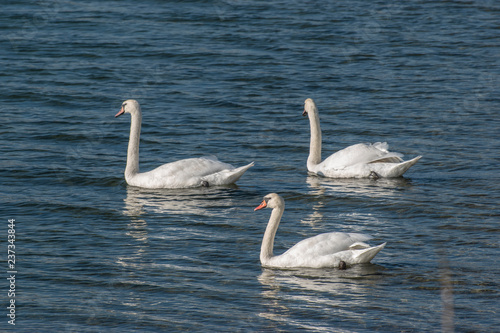 swans on a lake © Tim