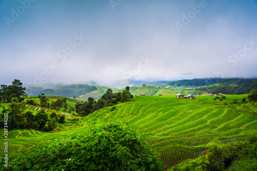 Paddy Rice Field Plantation Landscape with Mountain View Background