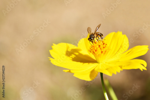 Bee collecting pollen © KasunHemantha