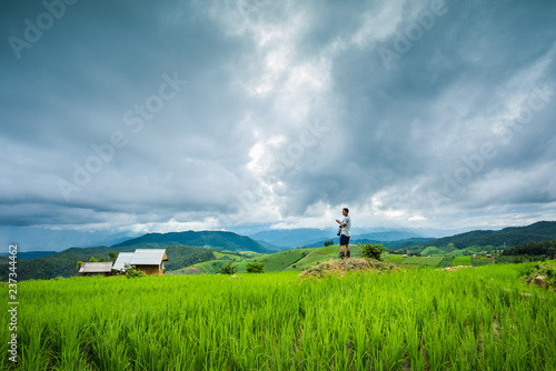 Paddy Rice Field Plantation Landscape with Mountain View Background