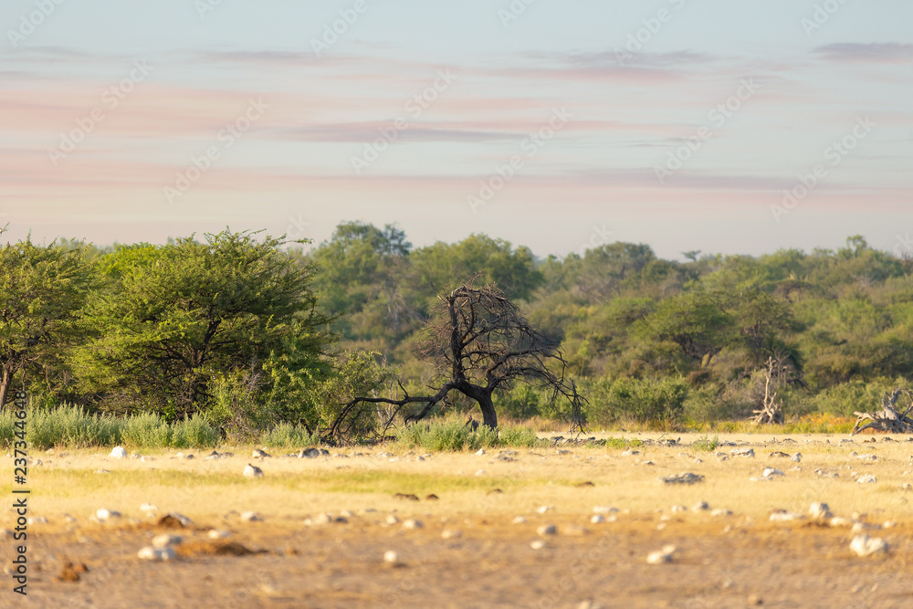 landscape namibia game reserve, africa wilderness