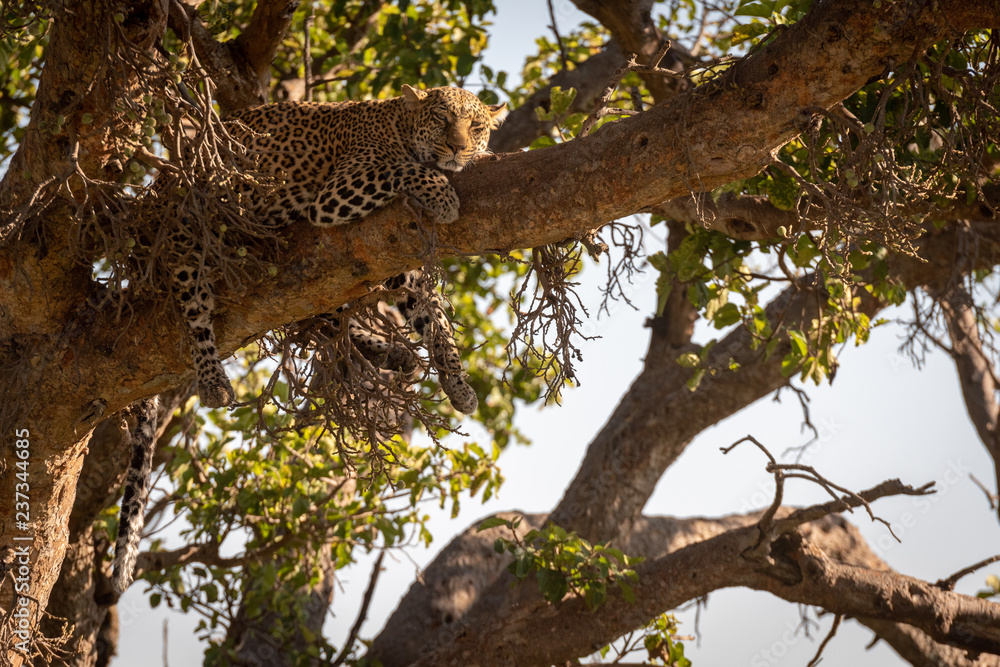 Fototapeta premium Leopard lies on high branch in shade