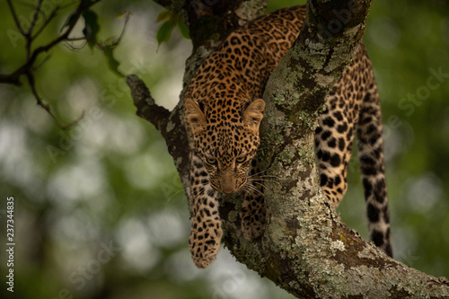 Leopard prepares to jump from lichen-covered branch