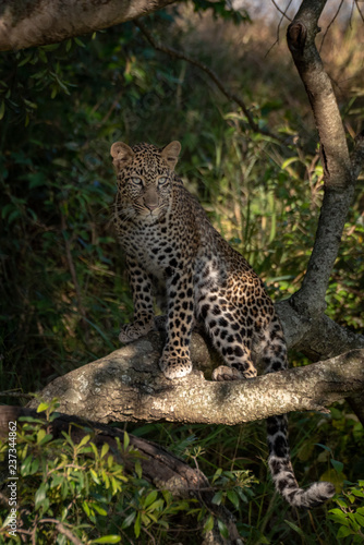 Leopard sits on branch in dappled sunshine © Nick Dale