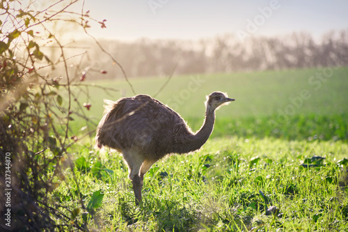 Wild american greater rhea or nandu (Rhea americana) in warm sunlight on a field in Mecklenburg-Western Pomerania, Germany. A small group of these ratites escaped 2000 from an enclosure, copy space photo