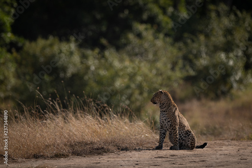 Photography Leopard sits on sandy ground looking left