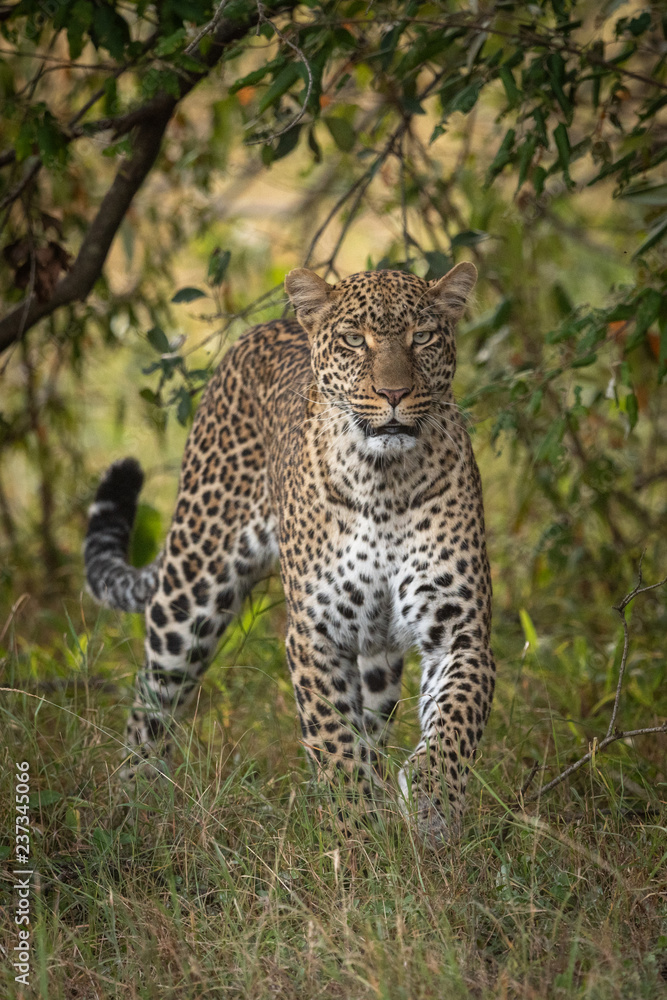 Fototapeta premium Leopard walking through long grass towards camera