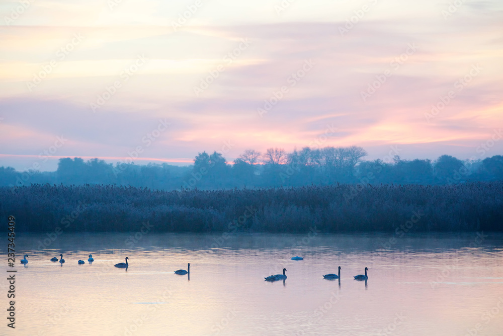 Swans swim gracefully on the surface of the lake