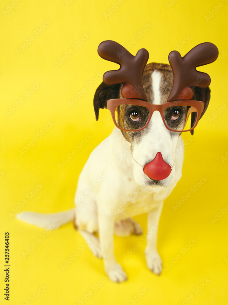SAD LOOKING DOG WEARING CHRISTMAS REINDEER ANTLERS AND SPECTACLES