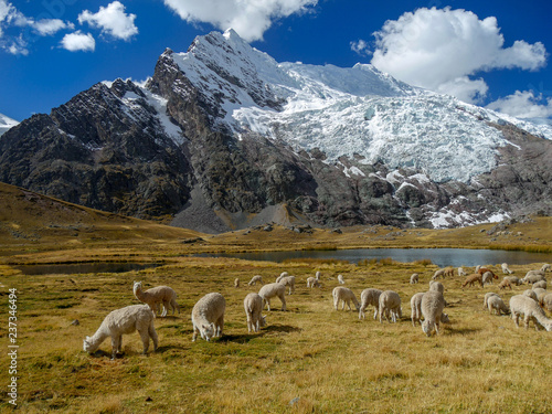 alpaca's on the ausangate track