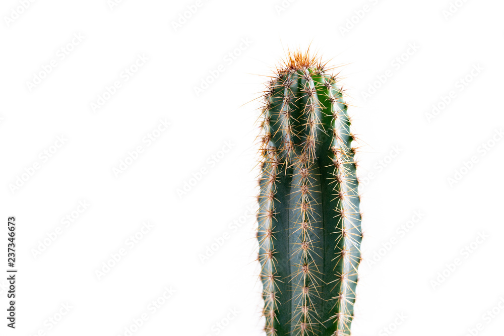 Cactus isolated on white background. Cactus isolated on white background.