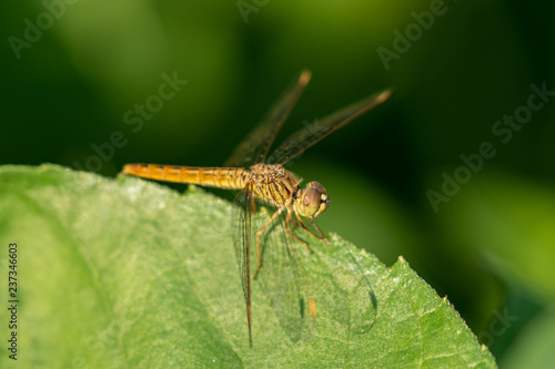 dragonfly on leaves