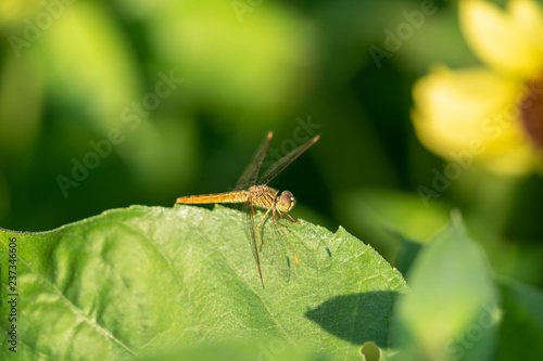 dragonfly on leaves © Amnatdpp