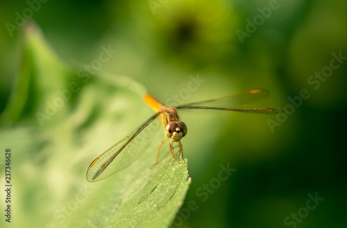dragonfly on leaves