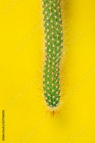 Cactus on yellow background.