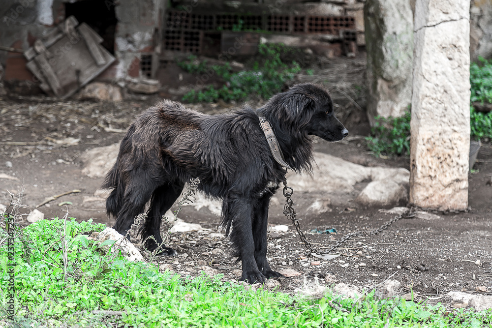 Mistreated Black Dog, Sad and Loosing Hair Mistreated Black Dog, Sad and Loosing Hair