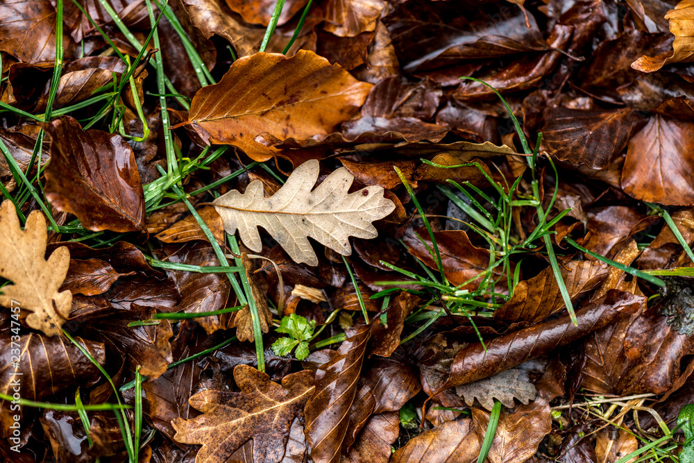 hojas en el suelo del monte otoñal variedad de ellas y colorido